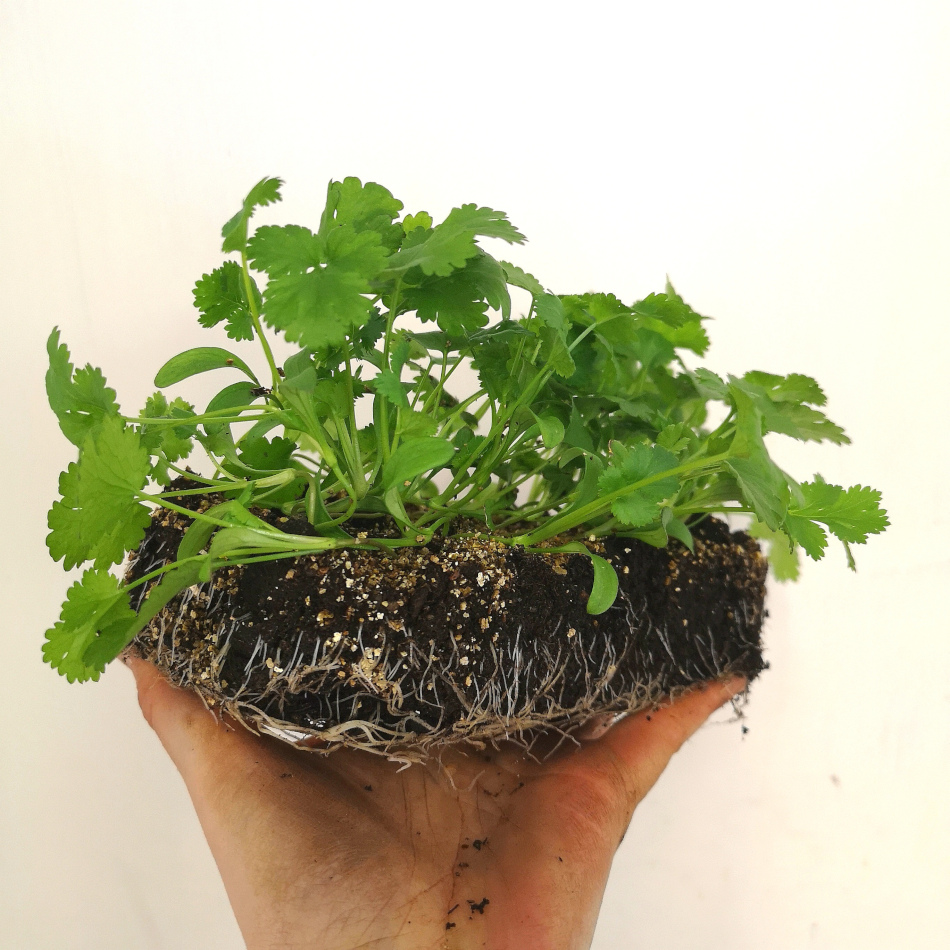 koriander-fran-inomhusodling-som-ska-planteras-om