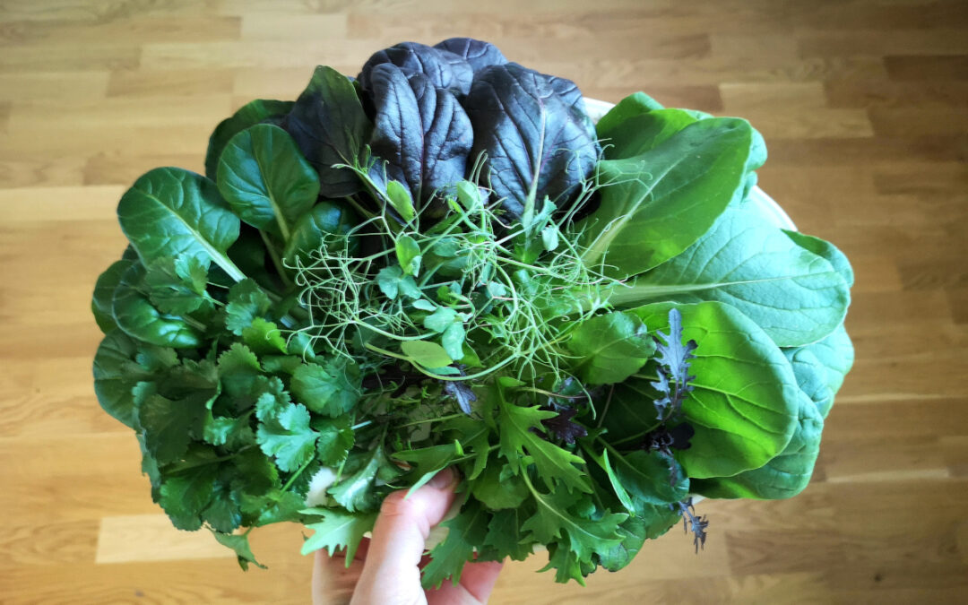 Inomhusodling – odla vissa grönsaker året om